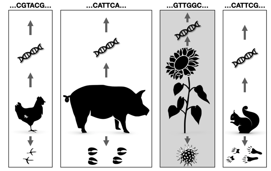 schematische Darstellung