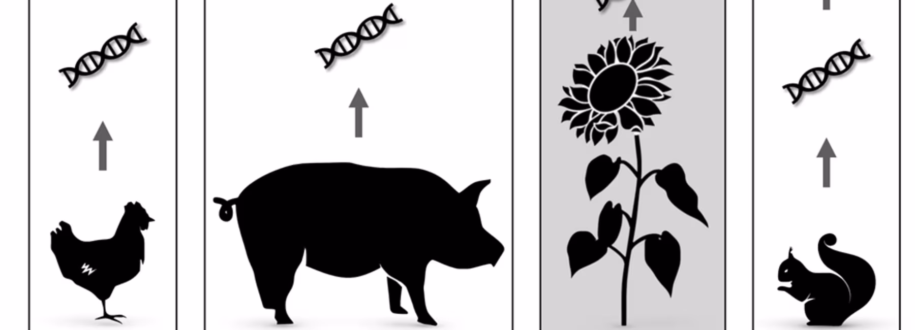 schematische Darstellung