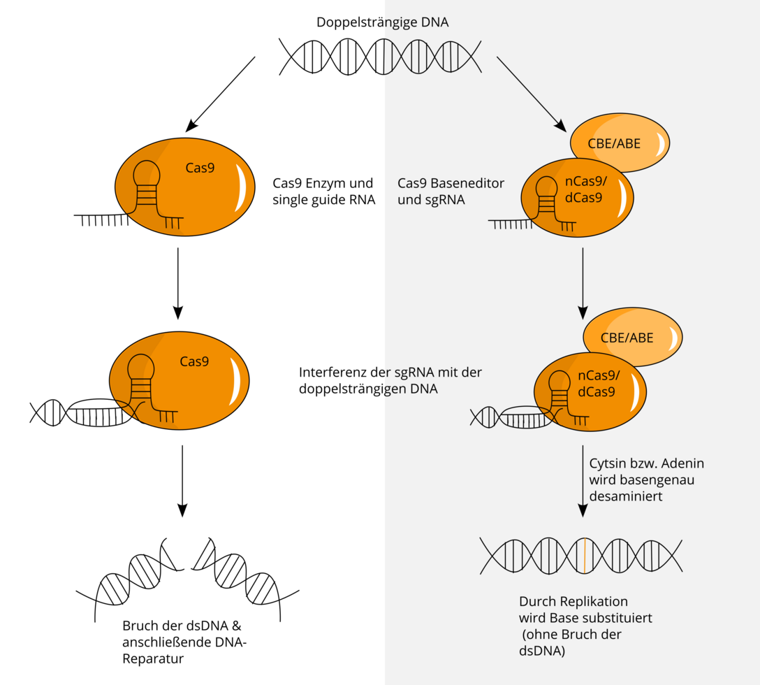 Schematische Darstellung