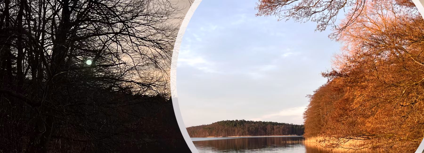 Lake with a wooded shore