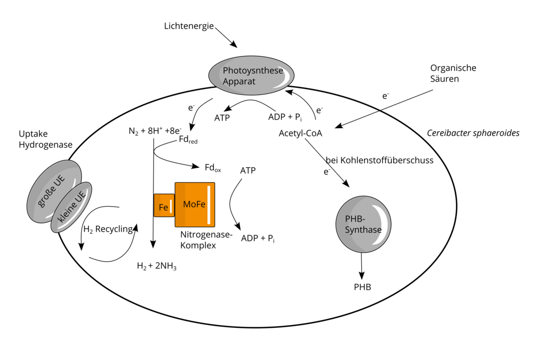 Schematische Darstellung