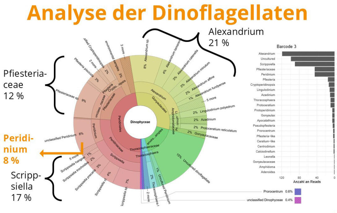 Schematische Diagrammdarstellung