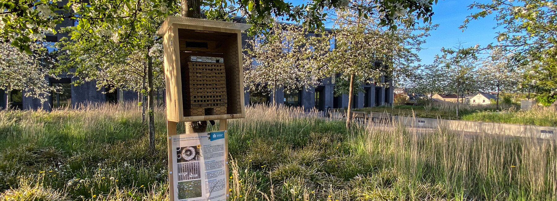 An einem Baum ist in einer offenen Holzkiste eine Nisthilfe für Bienen aus Ton befestigt. Darunter ist ein Informationsblatt mit Text und Abbildungen angebracht. Der Baum steht auf eine Wise mit verschieden weiteren Bäumen und Pflanzen. Im Hintergrund ist durch die Bäume ein großes Gebäude zu sehen.