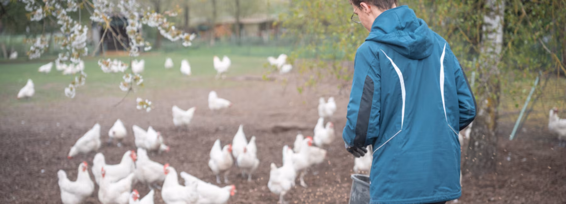 A person is feeding chickens